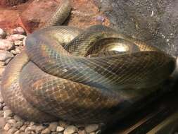 Image of Amethystine or scrub python