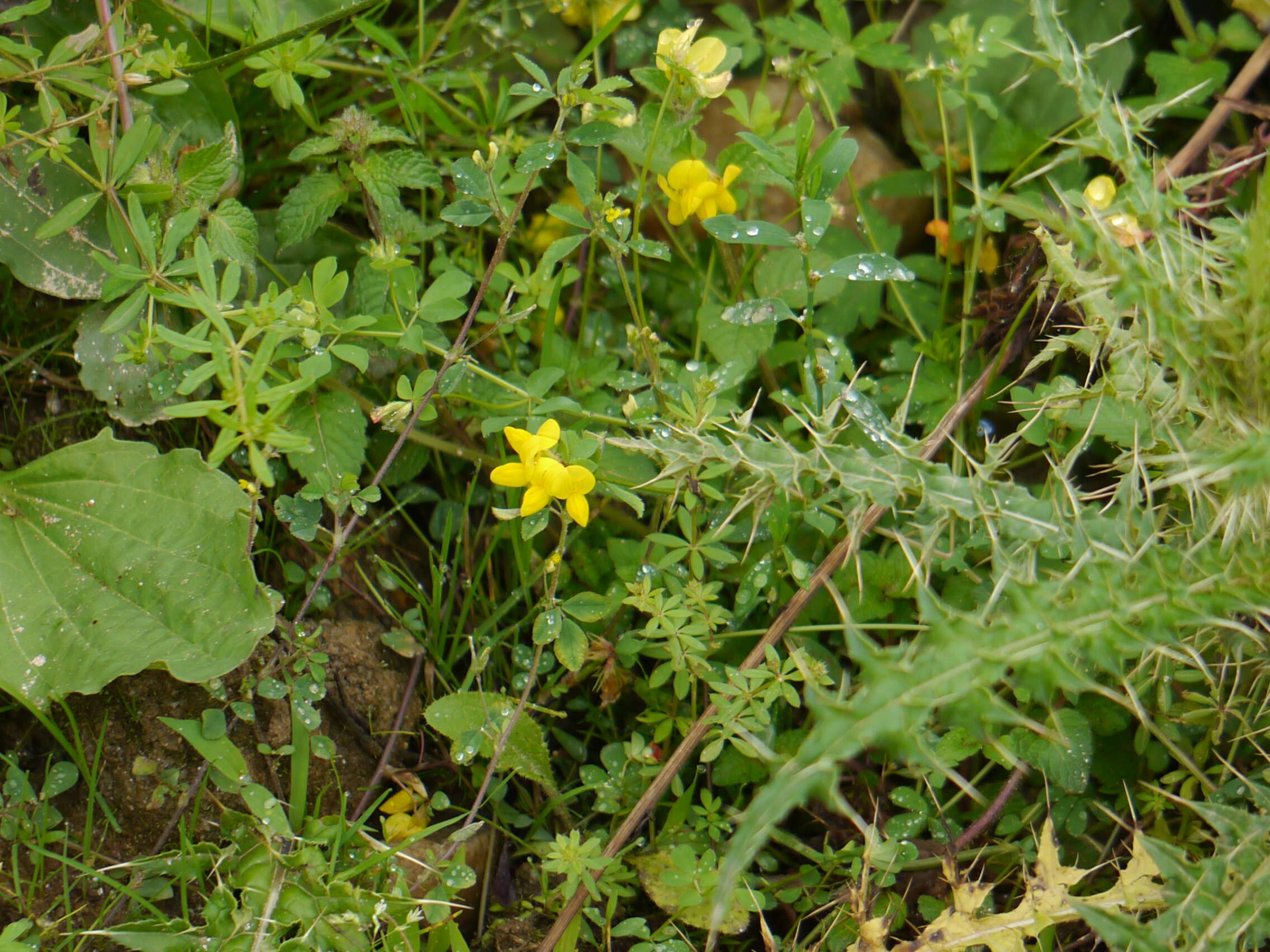 Image of Common Bird's-foot-trefoil