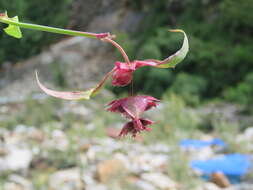 Image de Leycesteria