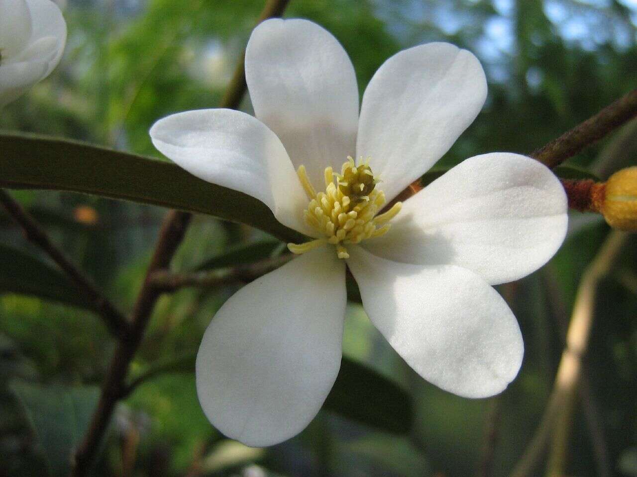 Image of Magnolia laevifolia (Y. W. Law & Y. F. Wu) Noot.