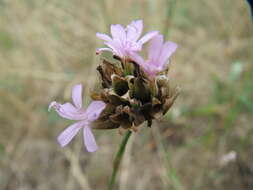 Image of Proliferous Pink