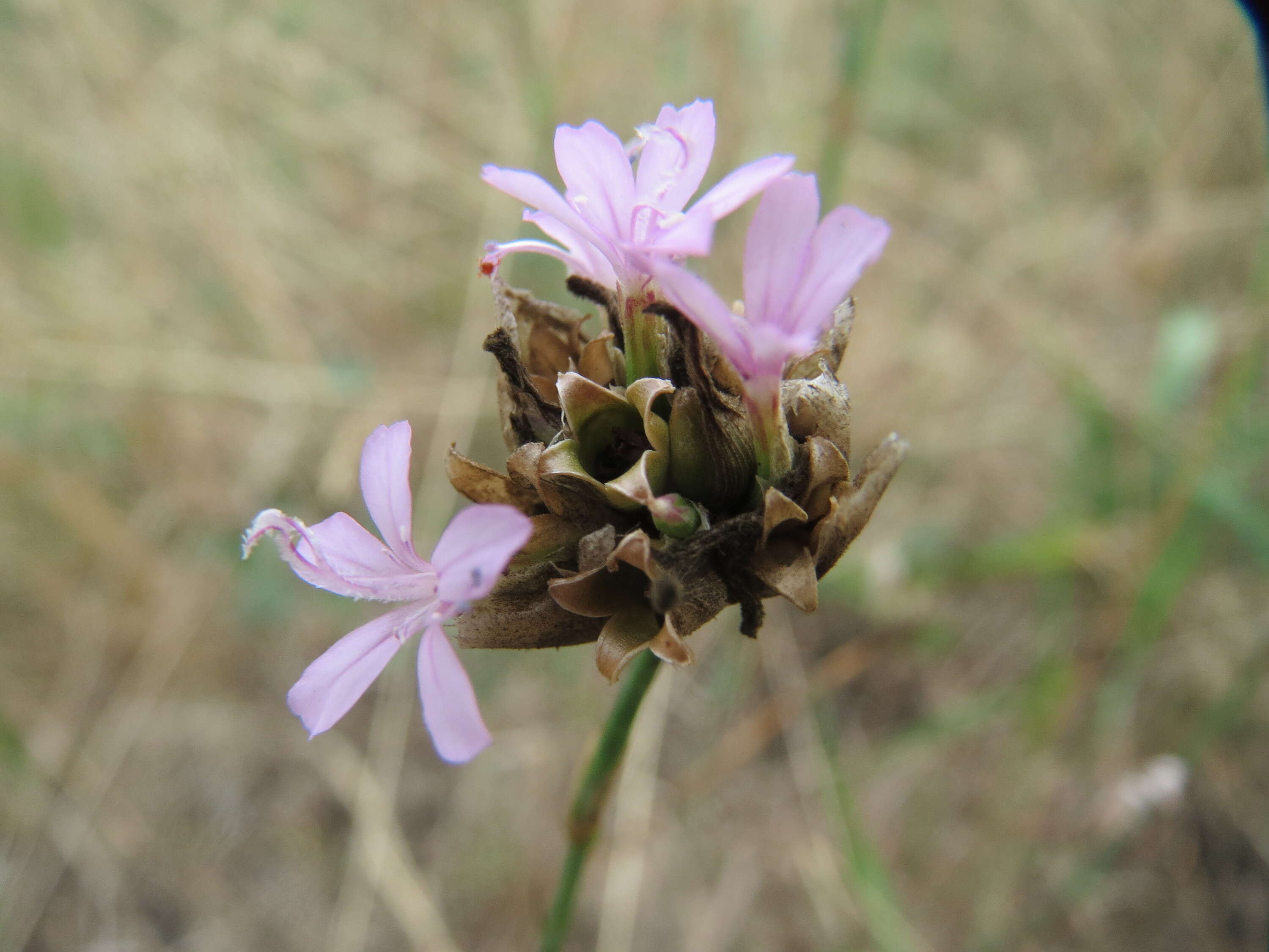 Image of Proliferous Pink