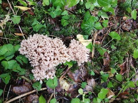 Ramaria pallida (Schaeff.) Ricken 1920的圖片