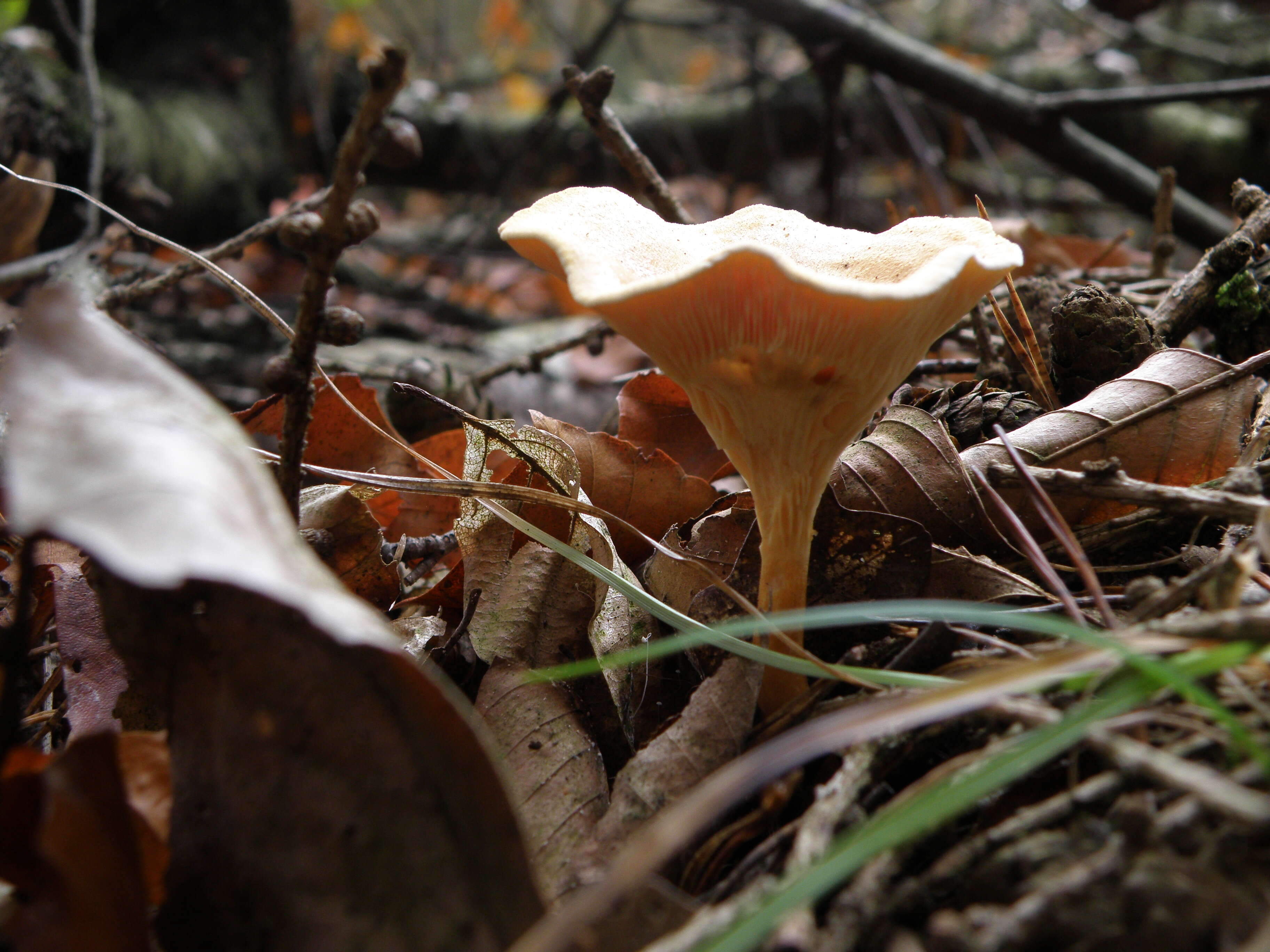 Image of Hygrophoropsis aurantiaca (Wulfen) Maire 1921