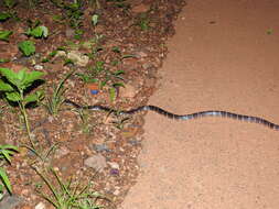 Image of Common Indian krait