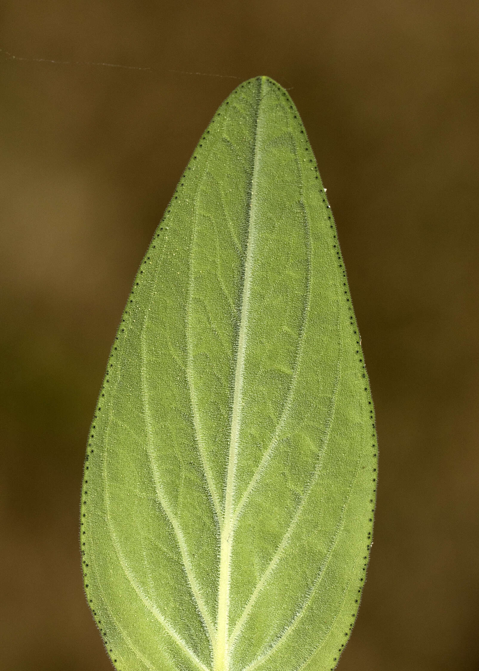 Image of Hypericum lanuginosum Lam.