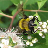 Image of Mallota bautias (Walker 1849)