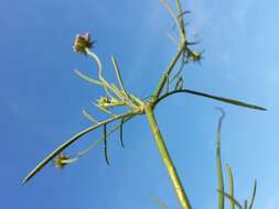 Image of Scabiosa triandra L.