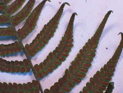 Image of Petersen's-Spleenwort