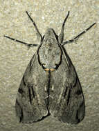 Image of Gray hawk moth