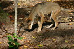 Image of Red wolf