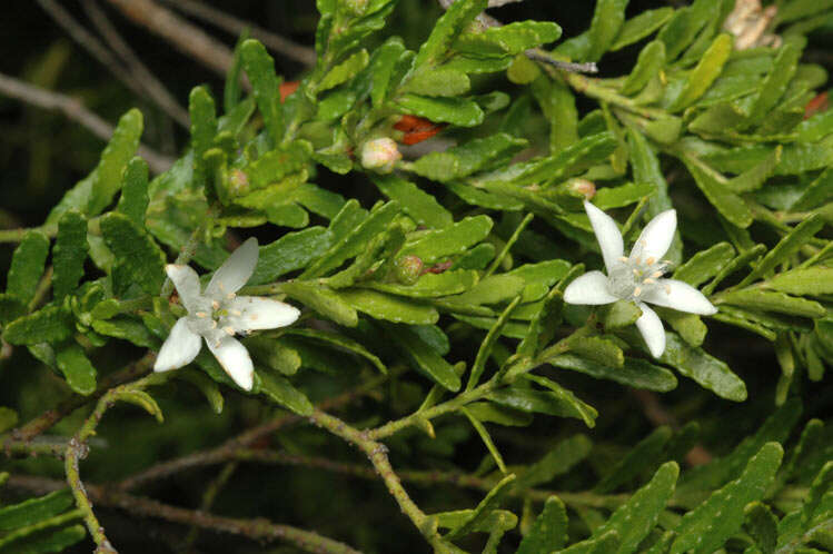 Imagem de Philotheca difformis (A. Cunn. ex Endl.) Paul G. Wilson