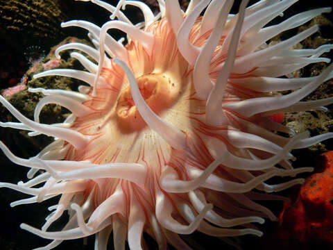 Image of sea anemones