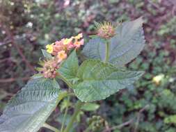 Image of lantana