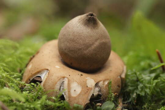 Image of Fringed Earthstar