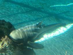 Image of zebra sharks