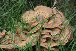 Image de Polypore géant