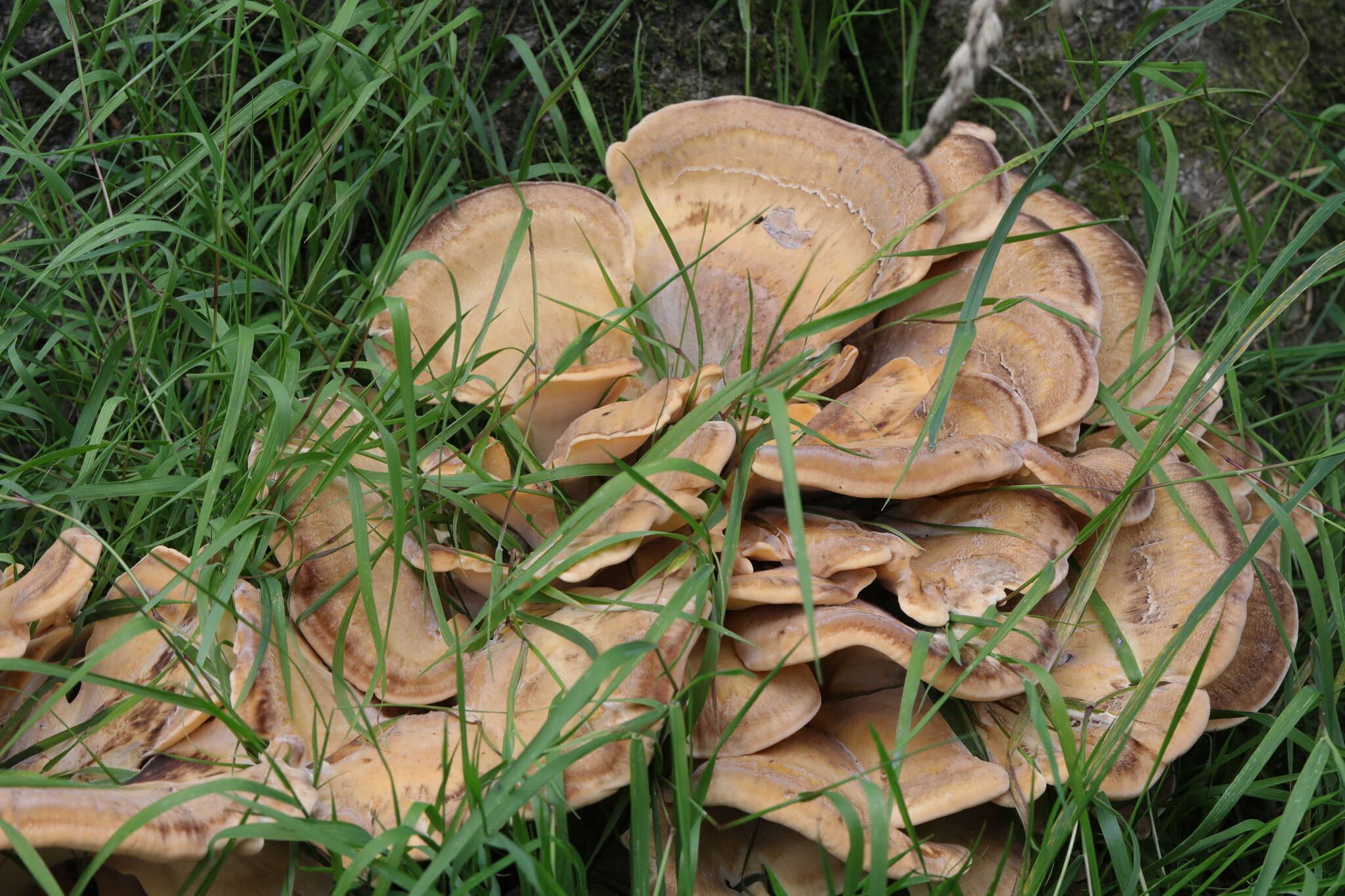 Image de Polypore géant