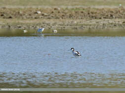 Image of avocet, pied avocet