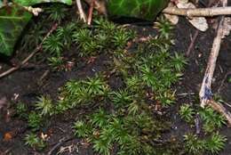 Image of undulate atrichum moss