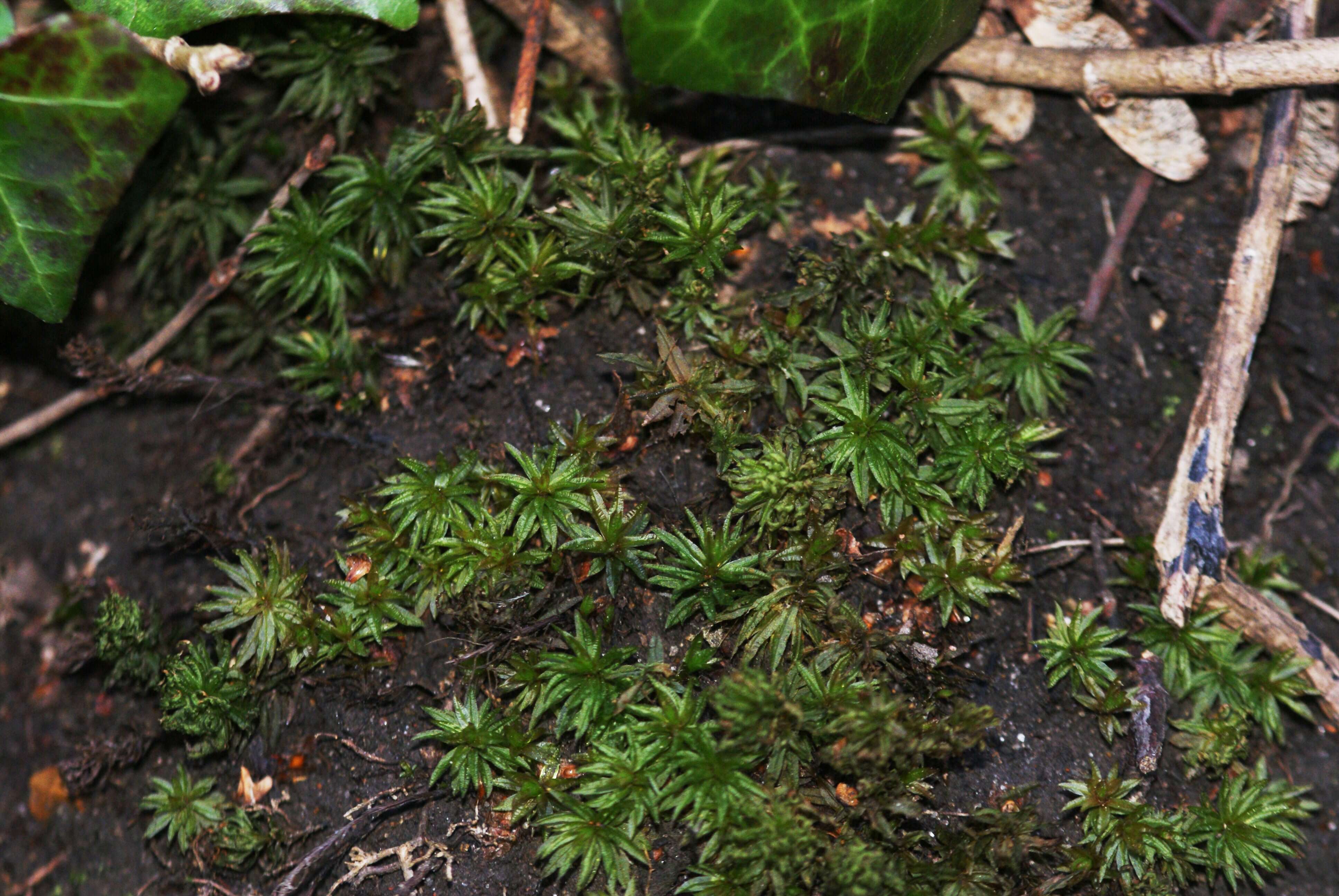 Image of undulate atrichum moss