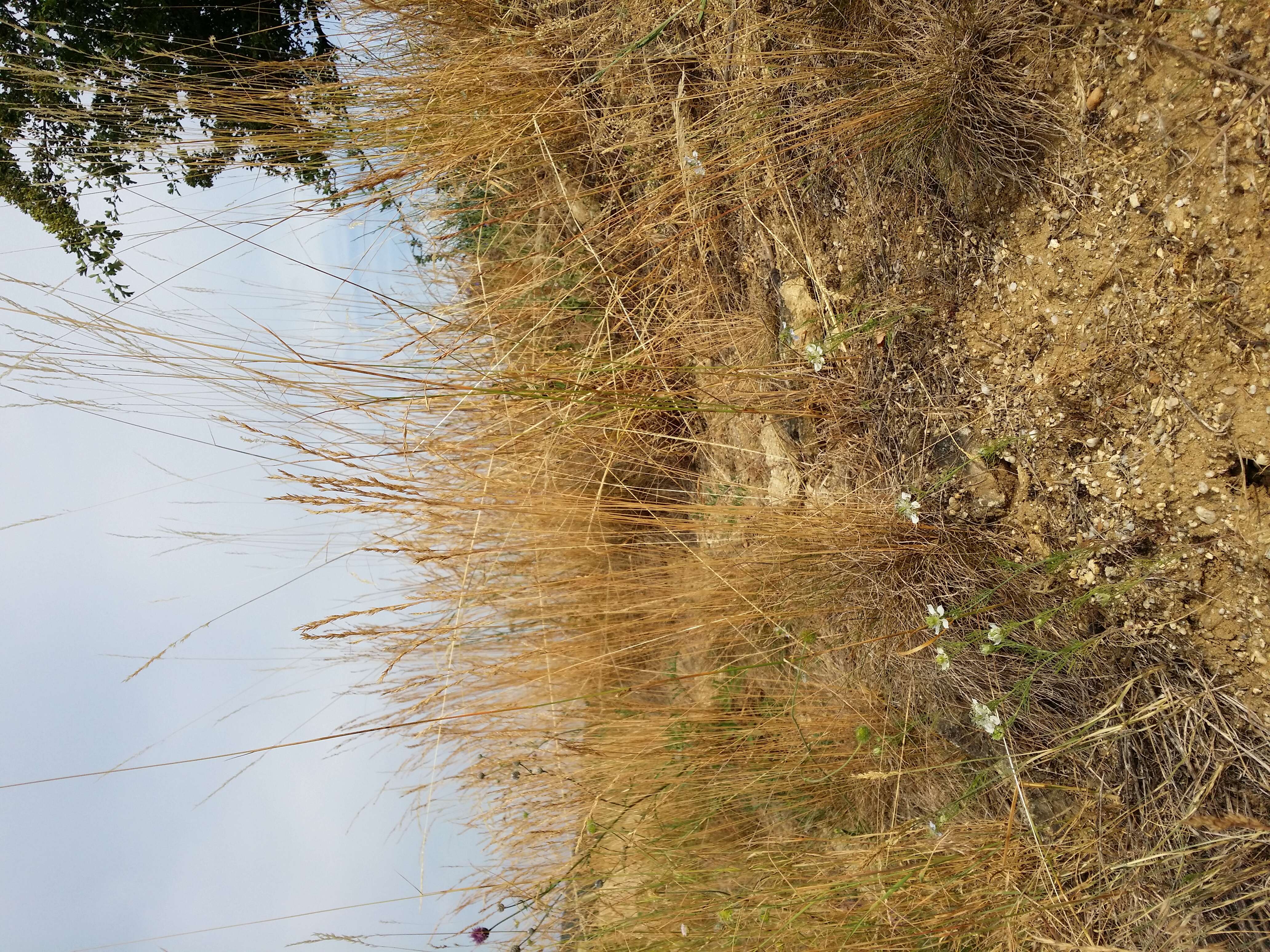 Nigella arvensis L. resmi