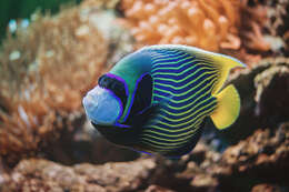 Image of Angelfish