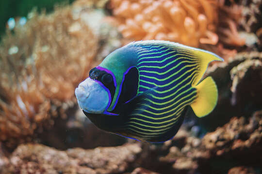 Image of Angelfish