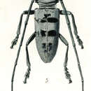 Image of Nemophas incensus Pascoe 1866