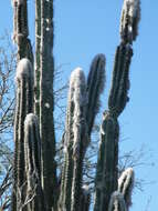 Image of Pilosocereus leucocephalus (Poselg.) Byles & G. D. Rowley