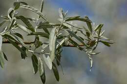 Plancia ëd Pyrus salicifolia Pall.