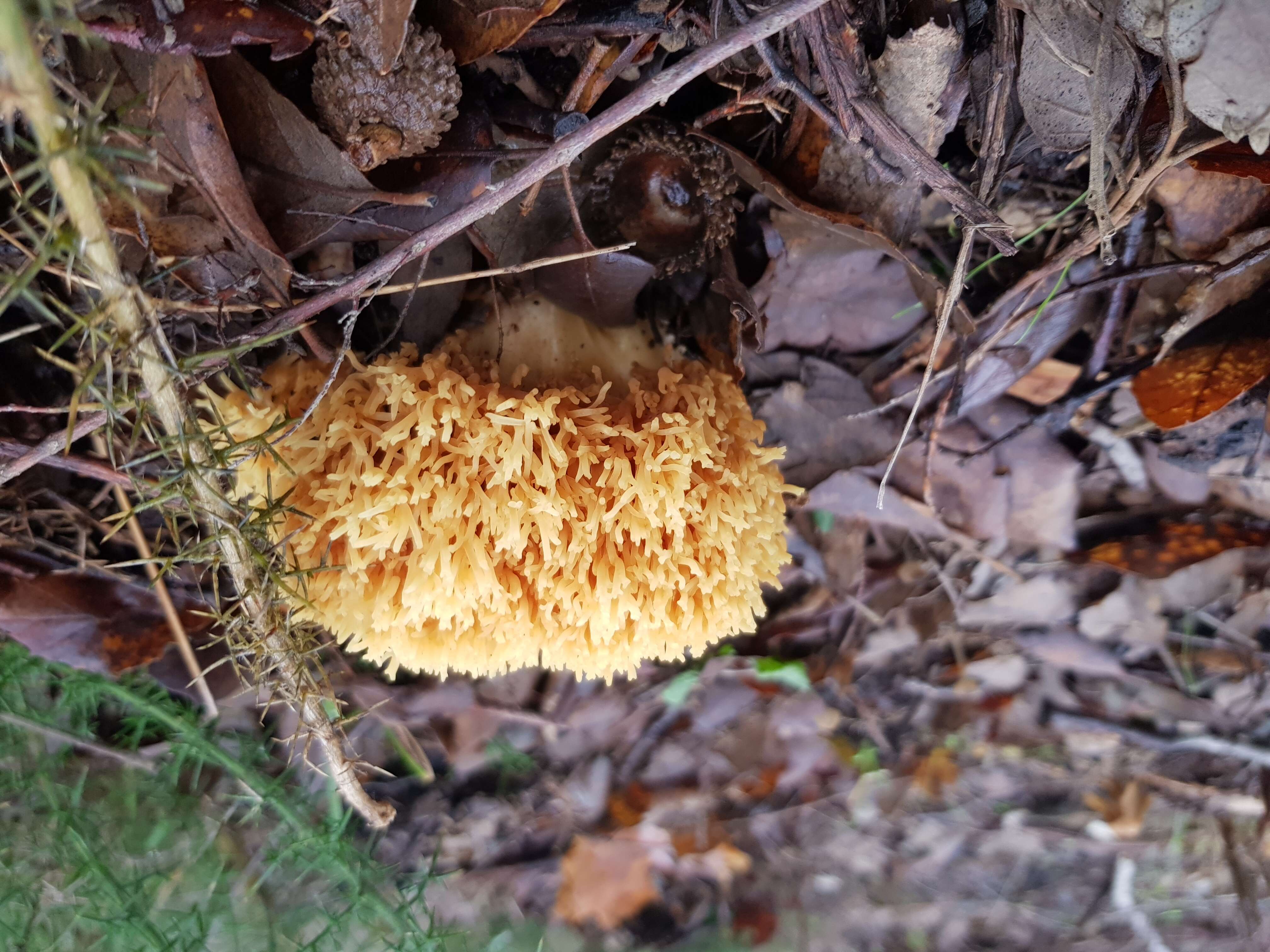 Image of Ramaria flava (Schaeff.) Quél. 1888