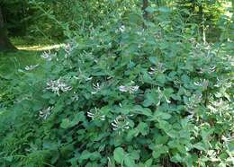 Image of Italian Honeysuckle