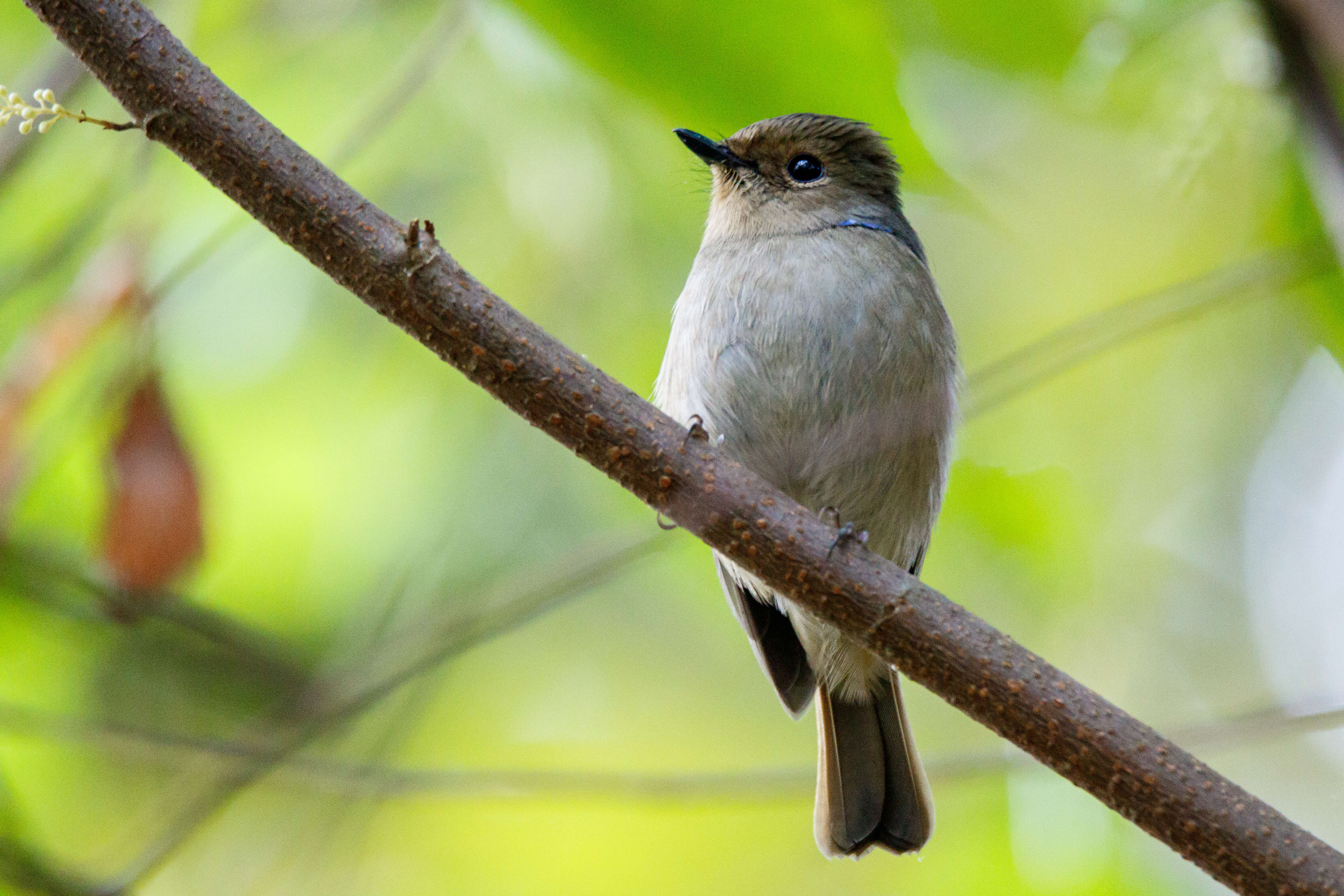 Image of Small Niltava