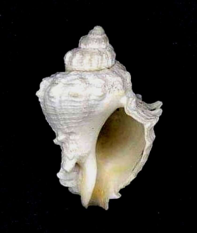 Image of Melongena bispinosa (Philippi 1844)
