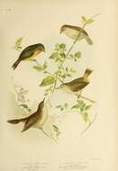 Image of Yellow-rumped Thornbill