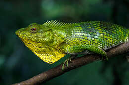 صورة Calotes nemoricola Jerdon 1853