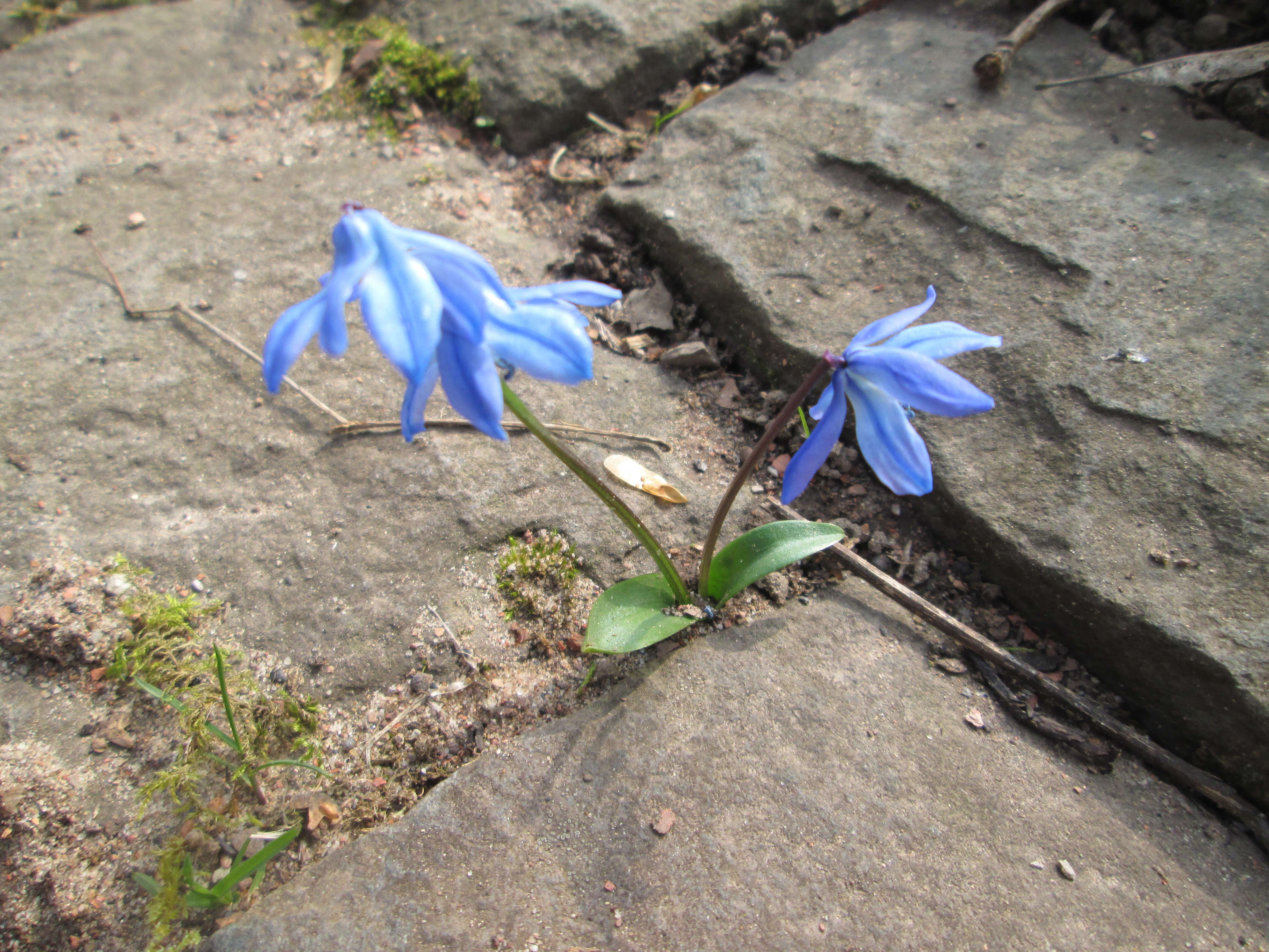 Image of Siberian squill