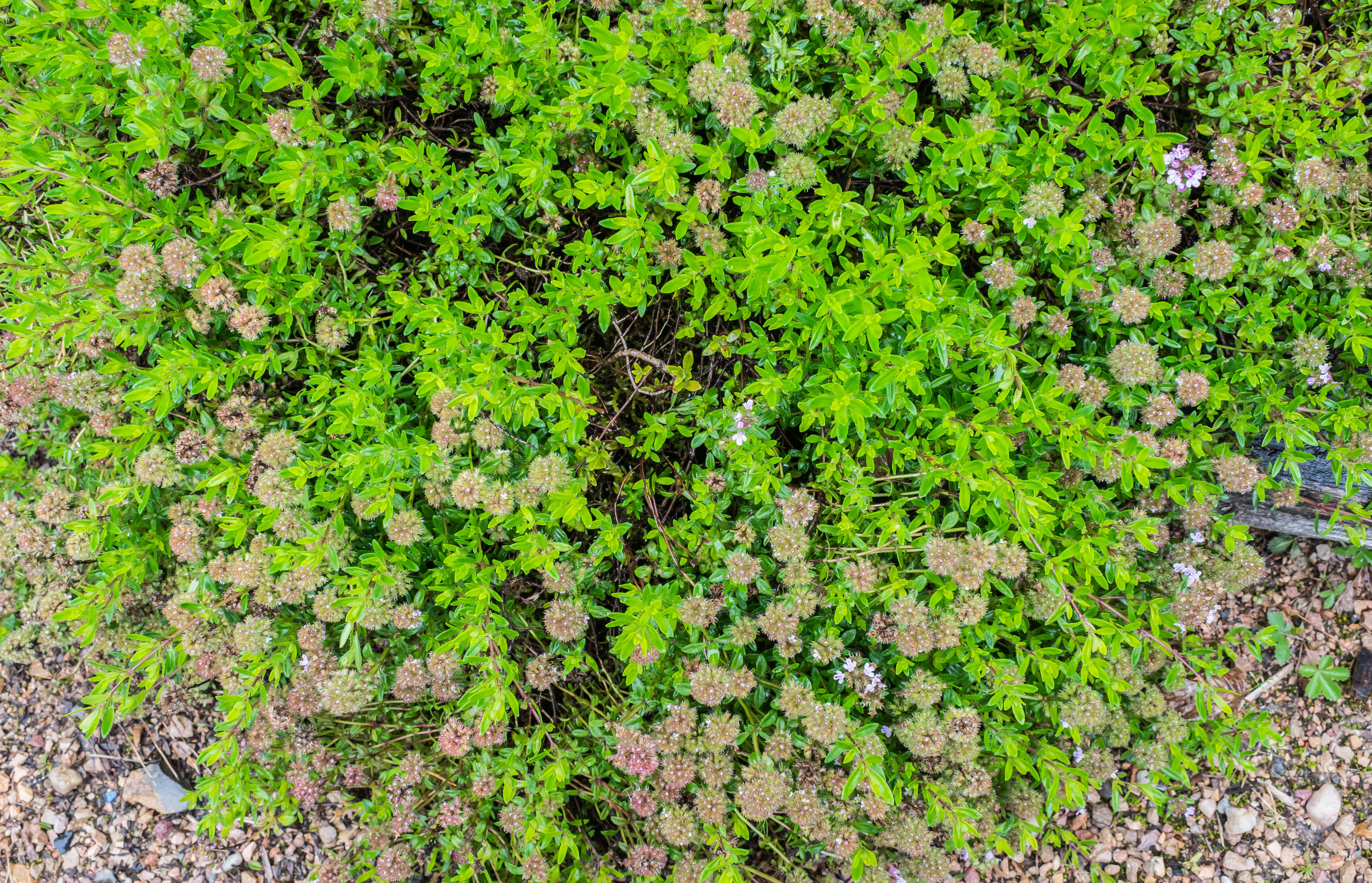 Слика од Thymus serpyllum L.