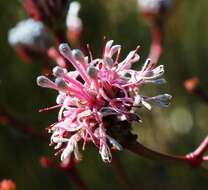 Image of Serruria williamsii J. P. Rourke