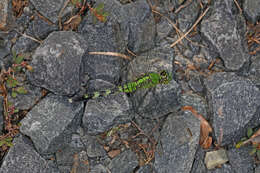 Image of Eastern Pondhawk