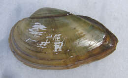 Image of Swollen River Mussel