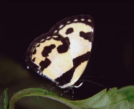 Caleta roxus resmi