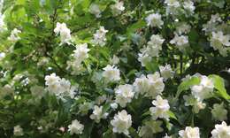 Image of sweet mock orange