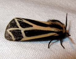 Image of Nais Tiger Moth