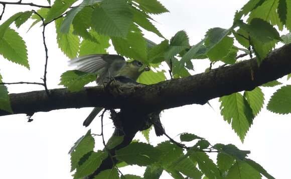 Image of Cerulean Warbler