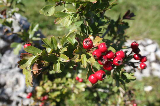 Image of Common Hawthorn