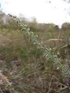 Слика од Artemisia austriaca Jacq.