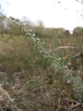 Image of Artemisia austriaca Jacq.