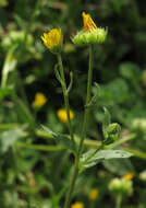 Image of field marigold